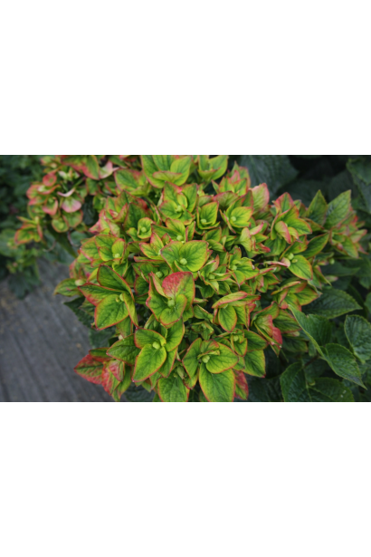 Гортензія широколиста Рембрандт Россо Глорі